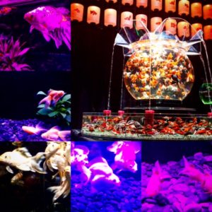 Processed with MOLDIV