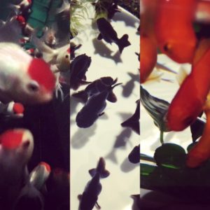 Processed with MOLDIV